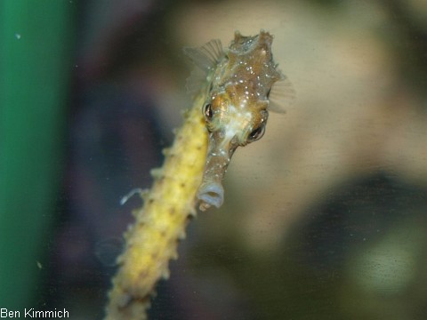 Hippocampus abdominalis, Neuseeland-Topfbauchpferdchen