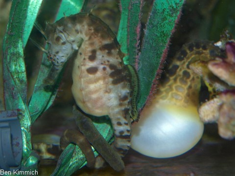 Hippocampus bleekeri, Seepferdchen