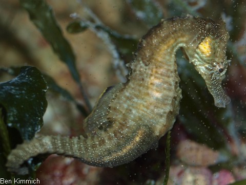 Hippocampus erectus, Seepferdchen