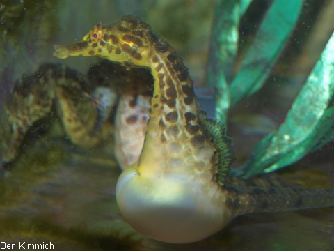 Hippocampus abdominalis, Neuseeland-Topfbauchpferdchen
