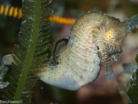 Hippocampus erectus, Seepferdchen