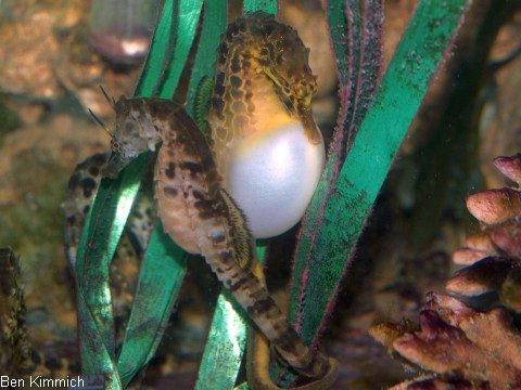 Hippocampus abdominalis, Neuseeland-Topfbauchpferdchen