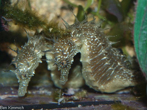 Hippocampus guttulatus, Seepferdchen