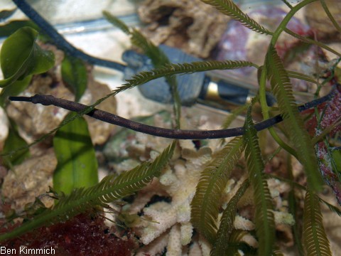 Trachyrhamphus longirostris, Seenadel