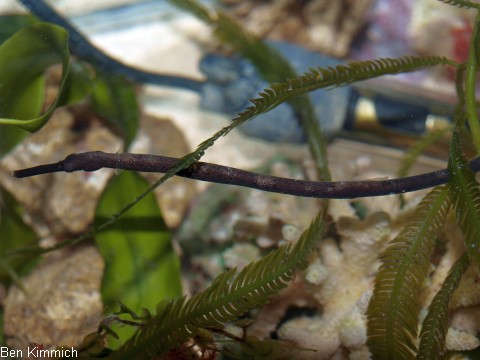Trachyrhamphus longirostris, Seenadel