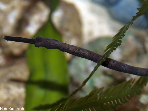 Trachyrhamphus longirostris, Seenadel