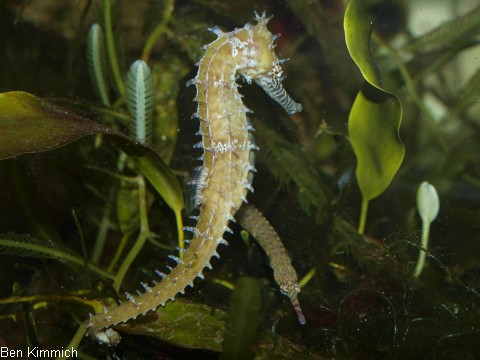 Hippocampus barbouri, Seepferdchen