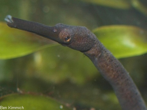 Trachyrhamphus longirostris, Seenadel