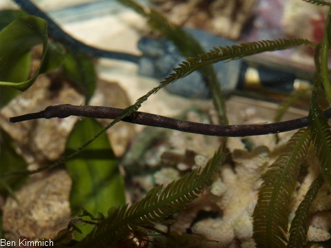 Trachyrhamphus longirostris, Seenadel