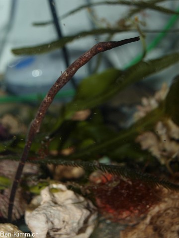 Trachyrhamphus longirostris, Seenadel