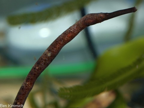 Trachyrhamphus longirostris, Seenadel