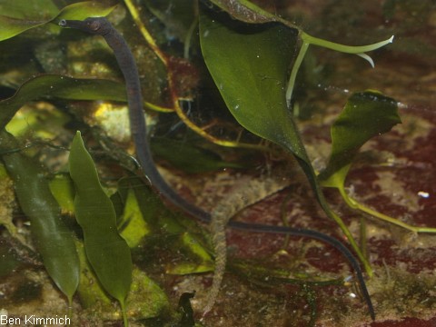 Trachyrhamphus longirostris, Seenadel