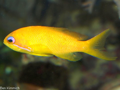 Pseudanthias squamipinnis, Juwelen Fahnenbarsch