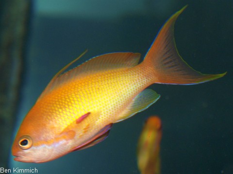 Pseudanthias squamipinnis, Juwelen Fahnenbarsch