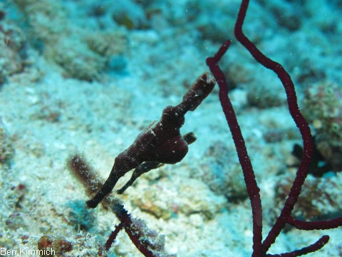 Solenostomus cyanopterus, Robuster Geisterpfeifenfisch