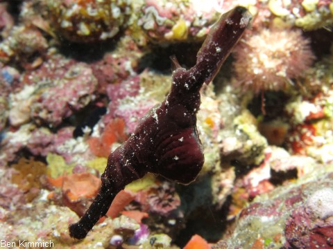 Solenostomus cyanopterus, Robuster Geisterpfeifenfisch