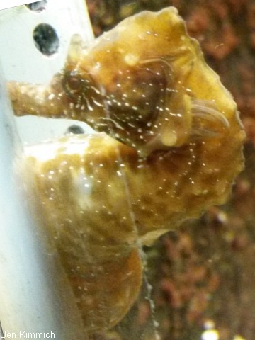 Hippocampus hippocampus, Seepferdchen