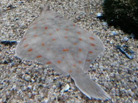 Plattfische