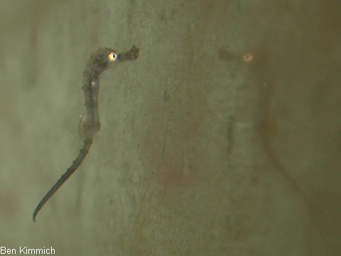 Hippocampus guttulatus, Seepferdchen Tag 1