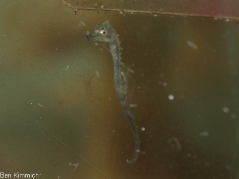 Hippocampus guttulatus, Seepferdchen Tag 1