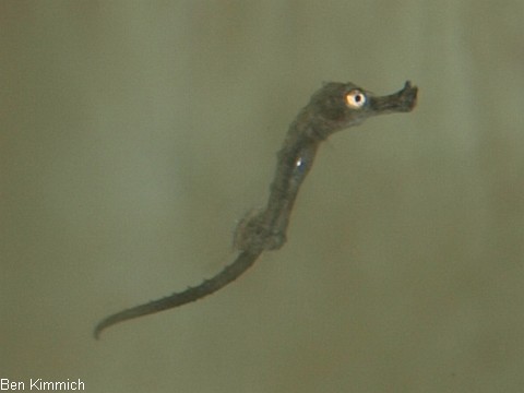 Hippocampus guttulatus, Seepferdchen Tag 1
