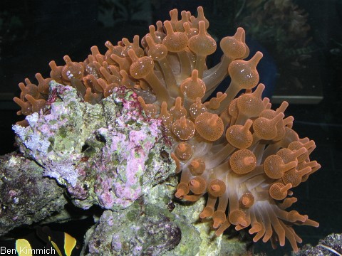 Entacmaea quadricolor, rote Blasenanemone