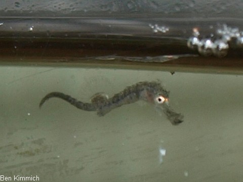 Hippocampus guttulatus, Seepferdchen Tag 1