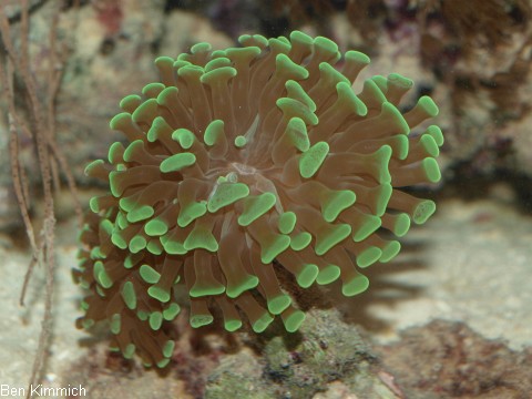Euphyllia paraancora, Hammerkoralle