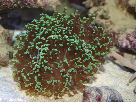 Euphyllia paradivisa, Froschlaichkoralle