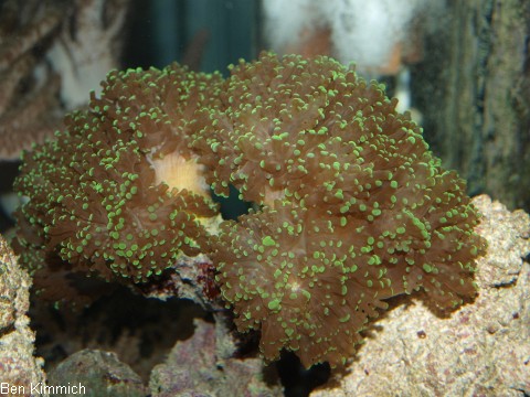 Euphyllia yaeyamaensis, Steinkoralle