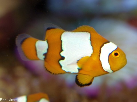 Amphiprion ocellaris, Falscher Clownfisch Zuchtform