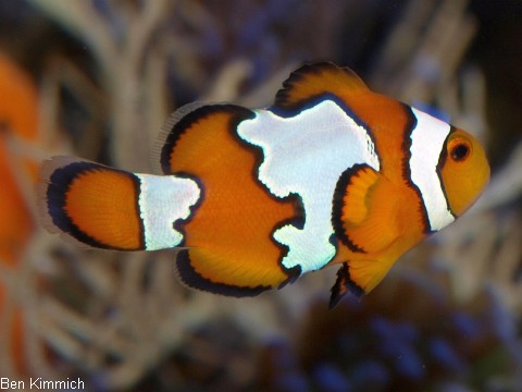 Amphiprion ocellaris, Falscher Clownfisch Zuchtform