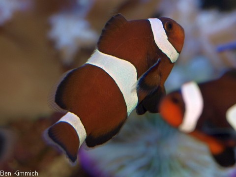 Amphiprion ocellaris, Falscher Clownfisch Zuchtform