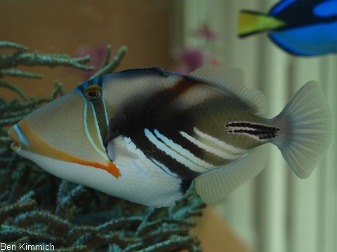 Rhinecanthus aculeatus, Picasso - Drcker