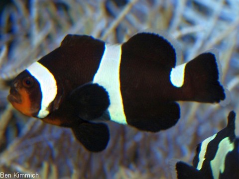 Amphiprion ocellaris, Falscher Clownfisch Zuchtform