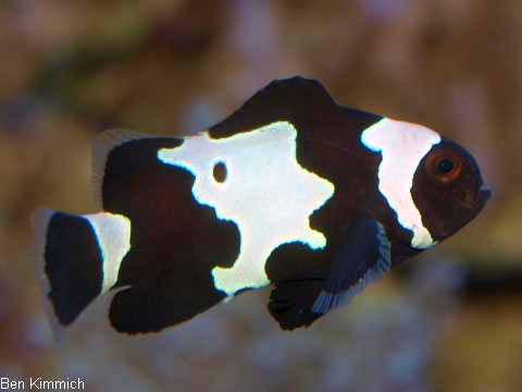 Amphiprion ocellaris, Falscher Clownfisch Zuchtform