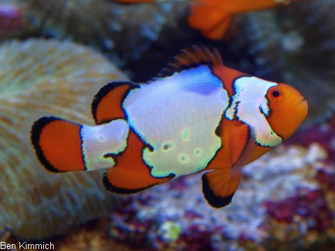 Amphiprion ocellaris, Falscher Clownfisch Zuchtform