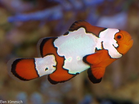 Amphiprion ocellaris, Falscher Clownfisch Zuchtform