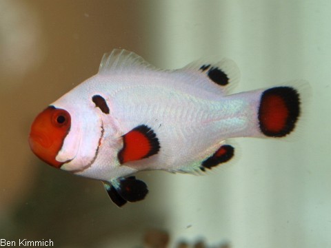 Amphiprion ocellaris, Falscher Clownfisch Zuchtform