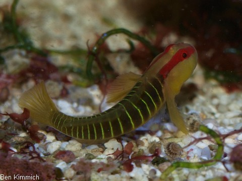 Elacatinus multifasciatus, Gr nstreifen-Grundel