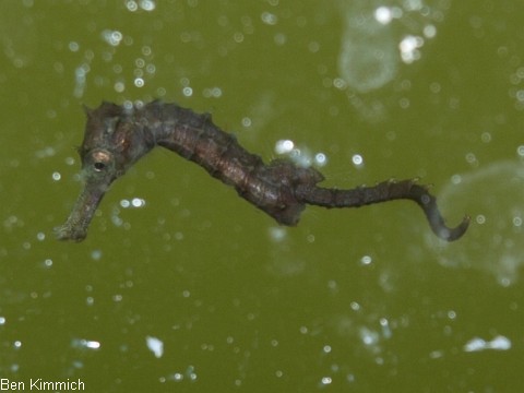Hippocampus subelongatus, Seepferdchen Tag 10