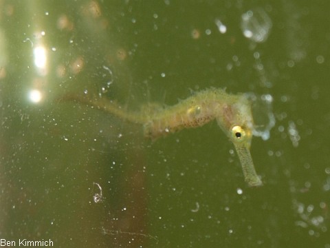 Hippocampus subelongatus, Seepferdchen Tag 10