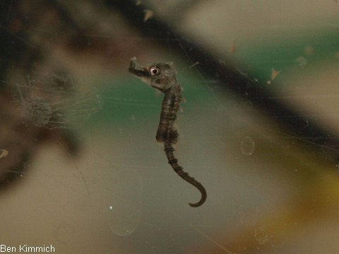 Hippocampus erectus, Seepferdchen Tag 1