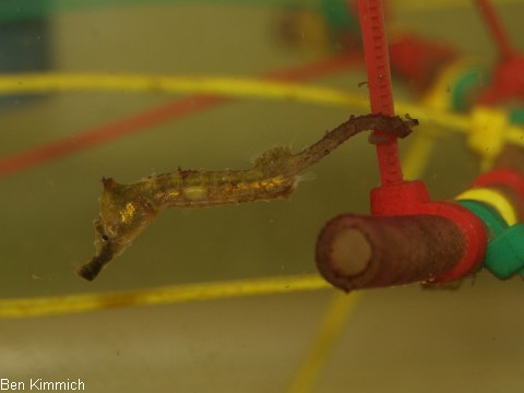 Hippocampus erectus, Seepferdchen Tag 30