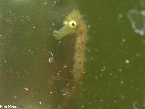 Hippocampus subelongatus, Westaustralisches Seepferdchen Tag 10