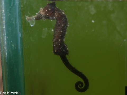 Hippocampus subelongatus, Westaustralisches Seepferdchen Tag 26