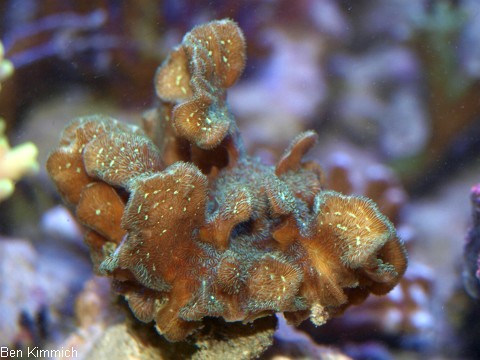 Pavona decussata, Gropolypige Steinkoralle