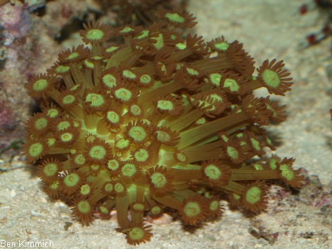 Goniopora, Margerittenkoralle