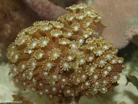 Alveopora tizardi, Margerittenkoralle
