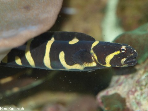 Pholidichthys leucotaenia, Weissstreifen Aalgrundel